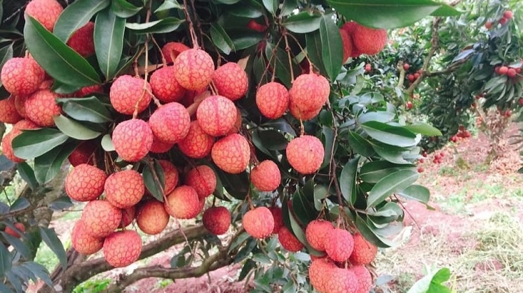 6 sàn thương mại điện tử hỗ trợ phân phối vải thiều Bắc Giang