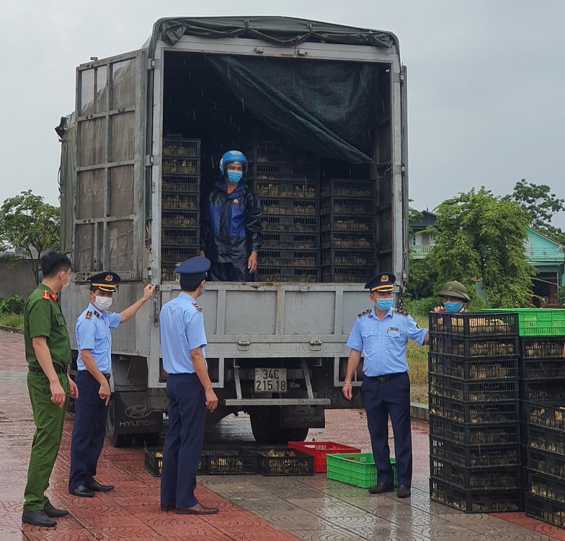 Lực lượng chức năng thu giữ 52.000 con gia cầm giống không rõ nguồn gốc xuất xứ Lực lượng chức năng thu giữ 52.000 con gia cầm giống không rõ nguồn gốc xuất xứ