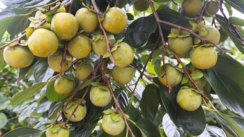 Hồng Vành khuyên – Một đặc sản của vùng đất xứ Lạng