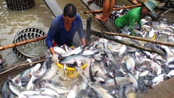 VASEP: Kim ngạch xuất khẩu thủy sản năm 2020 sẽ giảm 4%