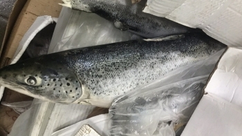 Đồng Nai: Ngăn chặn kịp thời gần 2,5 tấn cá hồi hết hạn sử dụng