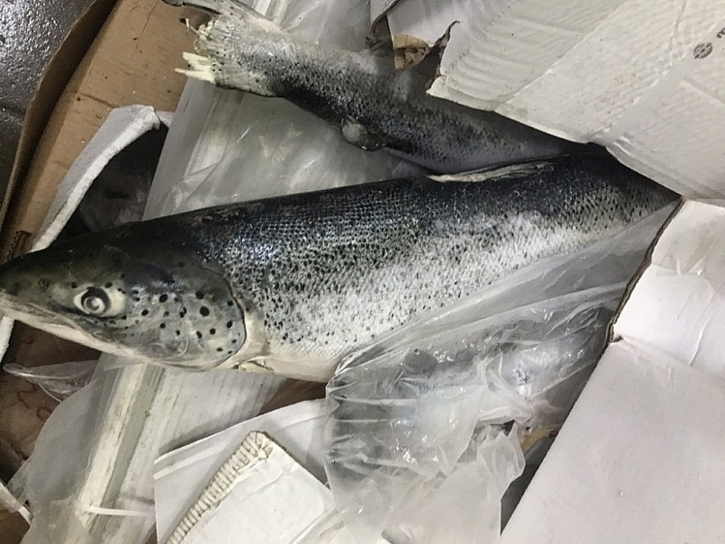 Cá hồi nguyên con đã hết hạn sử dụng. Nguồn Tổng cục QLTT