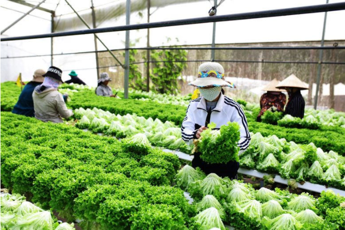 Gỡ vướng trong cấp phép, kiểm tra chất lượng trong lĩnh vực nông nghiệp