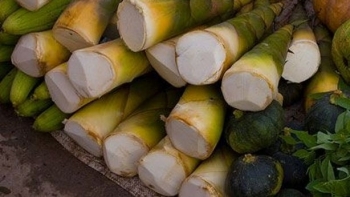 Bảo hộ chỉ dẫn địa lý “Yên Bái” cho sản phẩm măng tre Bát Độ