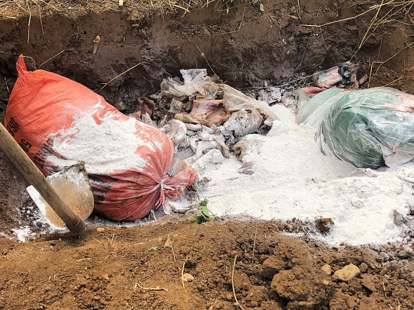 Toàn bộ số sản phẩm động vật nói trên đã được tiêu hủy theo quy định (ảnh QLTT)