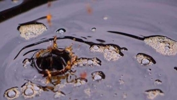 Nước mắm Cát Hải, gia vị tinh túy từ vùng đất Cảng