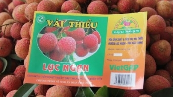 Vải thiều Lục Ngạn được Nhật Bản cấp Bằng bảo hộ chỉ dẫn địa lý