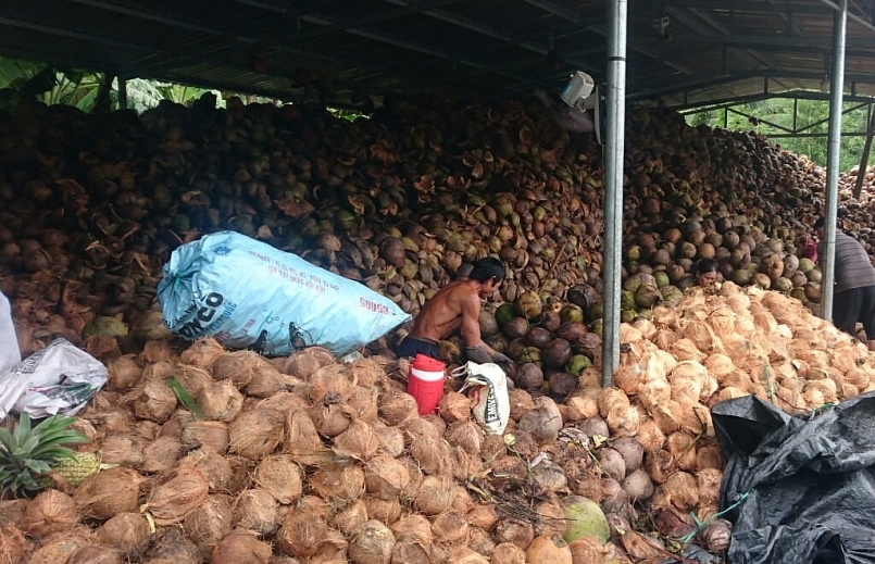 Trà Vinh đẩy mạnh liên kết, tiêu thụ sản phẩm dừa hữu cơ