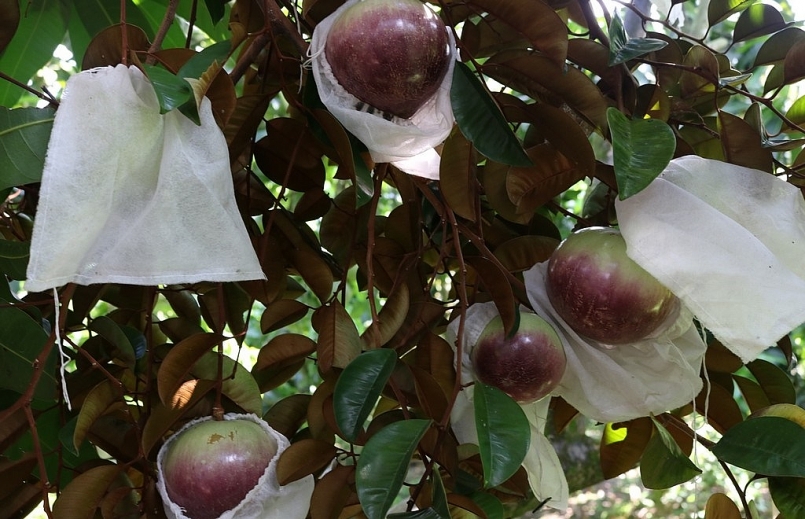 Sóc Trăng: Nhiều tiềm năng trong xuất khẩu vú sữa tím tại huyện kế Sách