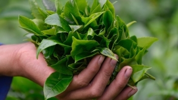 Thanh Hóa có thêm 7 sản phẩm được công nhận sản phẩm OCOP cấp tỉnh