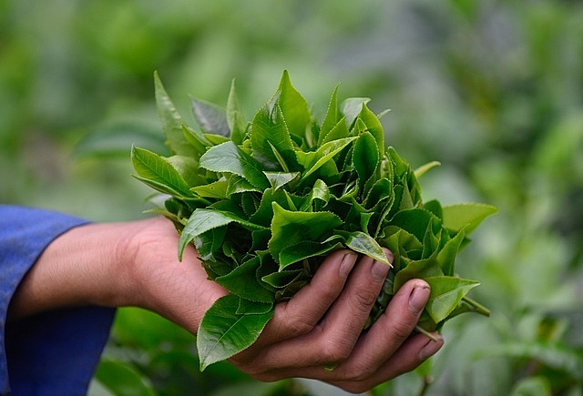 Thanh Hóa có thêm 7 sản phẩm được công nhận sản phẩm OCOP cấp tỉnh