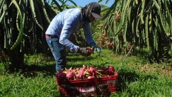 Bình Thuận: Phê duyệt chương trình sản xuất thanh long theo tiêu chuẩn VietGAP năm 2021