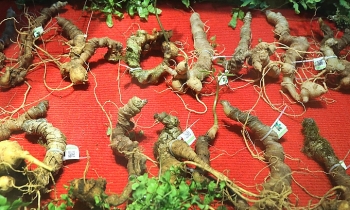 Cấp giấy chứng nhận nhãn hiệu Sâm Ngọc Linh Kon Tum và 10 sản phẩm khác