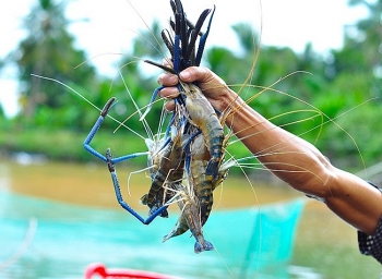 Tổng sản lượng thủy sản tháng 7 ước đạt 804,1 nghìn tấn