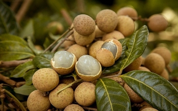 Sơn La đưa khoảng 80.000 tấn nhãn tươi vào sấy long nhãn trong niên vụ 2021