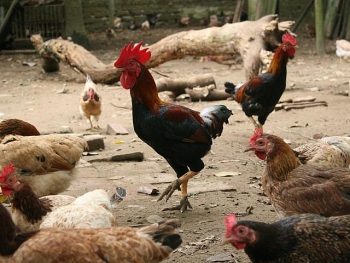 Hà Nội: Đẩy mạnh phát triển, quảng bá thương hiệu Gà Mía Sơn Tây