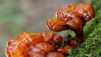 Thuốc Đông y: Nấm lim xanh có tác dụng gì đối với sức khỏe?