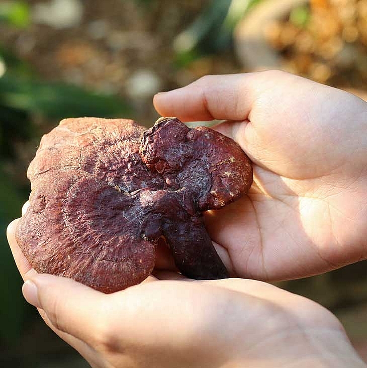 Thành phần hóa học của nấm lim rất giàu hợp chất Germaniu – Một thành phần hóa học có khả năng chống lại ung cao gấp 8 lần nhân sâm Thành phần hóa học của nấm lim rất giàu hợp chất Germaniu – Một thành phần hóa học có khả năng chống lại ung cao gấp 8 lần nhân sâm