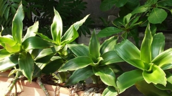 Thuốc Đông y: Cây lược vàng và những công dụng đối với sức khỏe