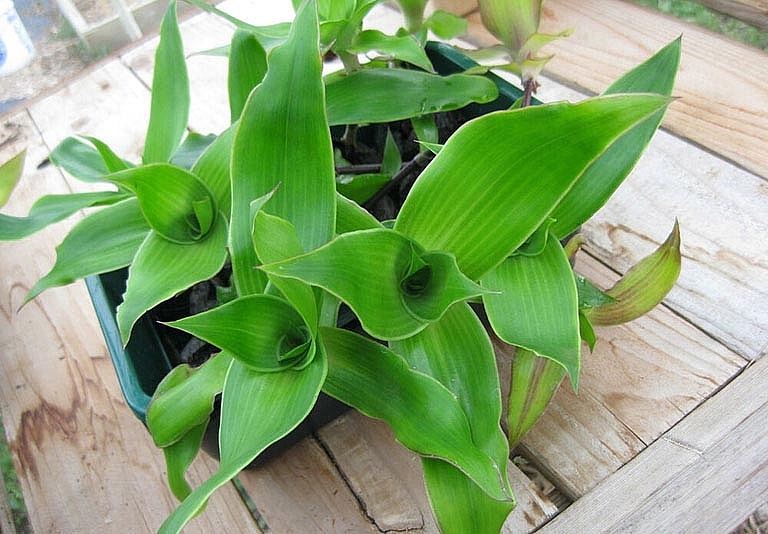 Theo các nghiên cứu khoa học, trong cây lược vàng có rất nhiều nhóm thành phần hóa học. Theo các nghiên cứu khoa học, trong cây lược vàng có rất nhiều nhóm thành phần hóa học.