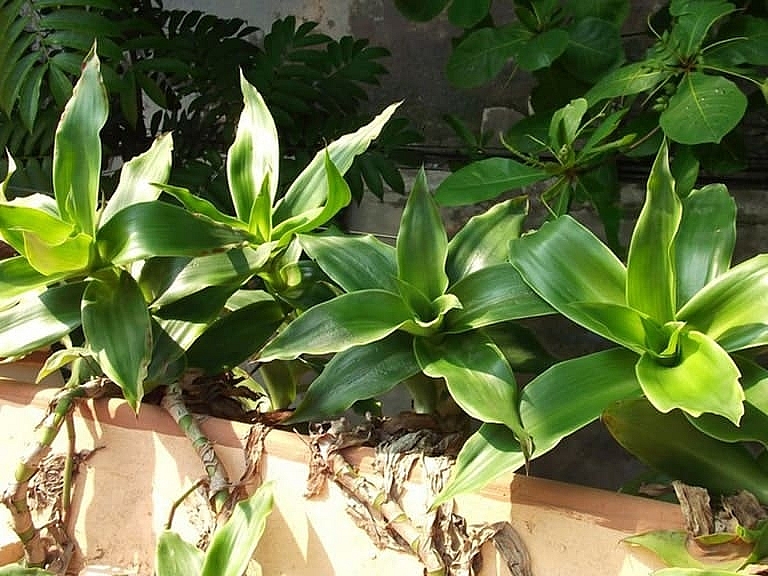 Cây lược vàng có nguồn gốc từ vùng Châu Mỹ, các nước Mexico Cây lược vàng có nguồn gốc từ vùng Châu Mỹ, các nước Mexico