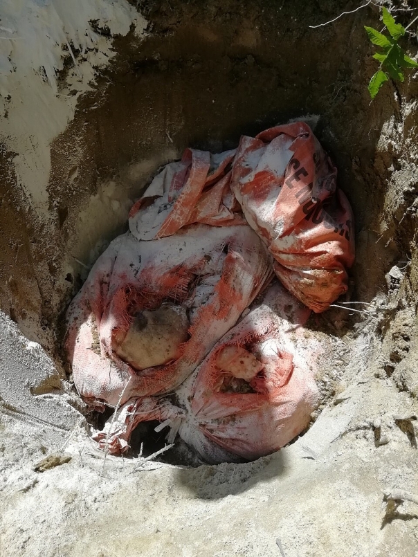 Số lượng thịt lợn này đã được tiến hành tiêu hủy theo quy định