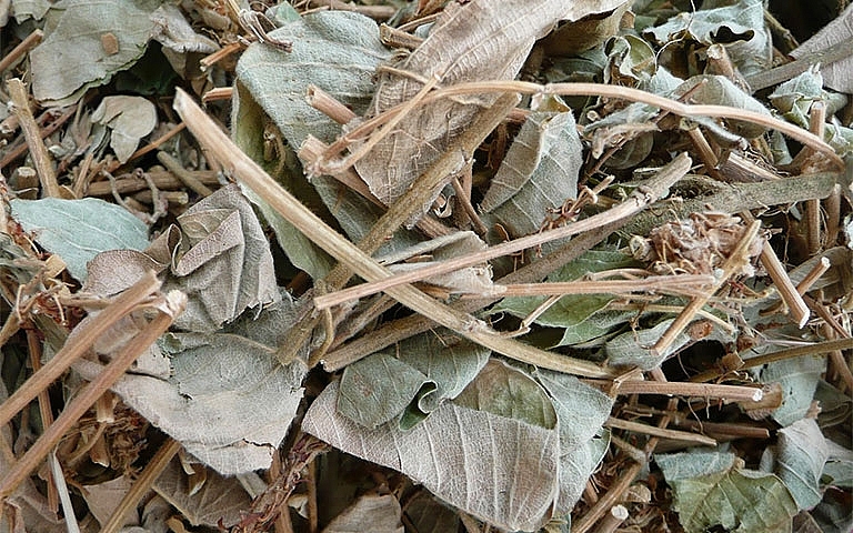 Kim tiền thảo khô Kim tiền thảo khô