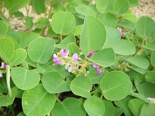 Kim tiền thảo có tên khoa học là Desmodium styracifolium (Osb) Merr thuộc họ Đậu (Fabaceae) Kim tiền thảo có tên khoa học là Desmodium styracifolium (Osb) Merr thuộc họ Đậu (Fabaceae)