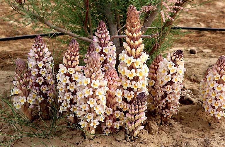 Các kết quả nghiên cứu hiện đại cho thấy, hàm lượng hoạt chất sinh học trong nhục thung dung rất phong phú Các kết quả nghiên cứu hiện đại cho thấy, hàm lượng hoạt chất sinh học trong nhục thung dung rất phong phú