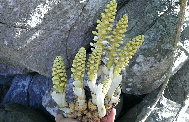 Nhục thung dung là một trong những vị thuốc có lịch sử sử dụng lâu đời nhất trong Đông y Nhục thung dung là một trong những vị thuốc có lịch sử sử dụng lâu đời nhất trong Đông y