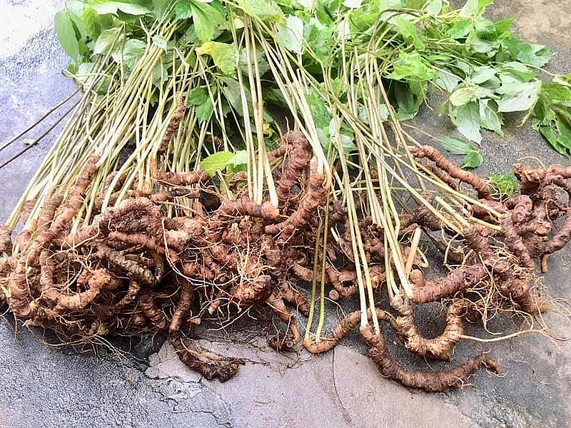 sâm Ngọc Linh được mệnh danh là