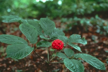 Thuốc Đông y: Những thông tin cần biết về dược liệu thượng đẳng - Sâm Ngọc Linh