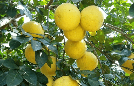 huyện Hương Khê là