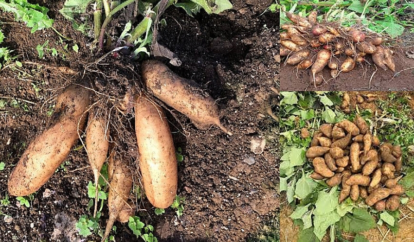 Sâm đất không chỉ là thực phẩm mà còn là thuốc quý trong Đông y Sâm đất không chỉ là thực phẩm mà còn là thuốc quý trong Đông y