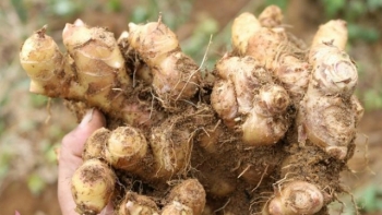 Nghệ An: Cay nồng vị gừng Kỳ Sơn