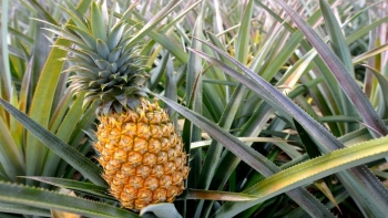 Ninh Bình: Thơm lừng đặc sản dứa Đồng Giao