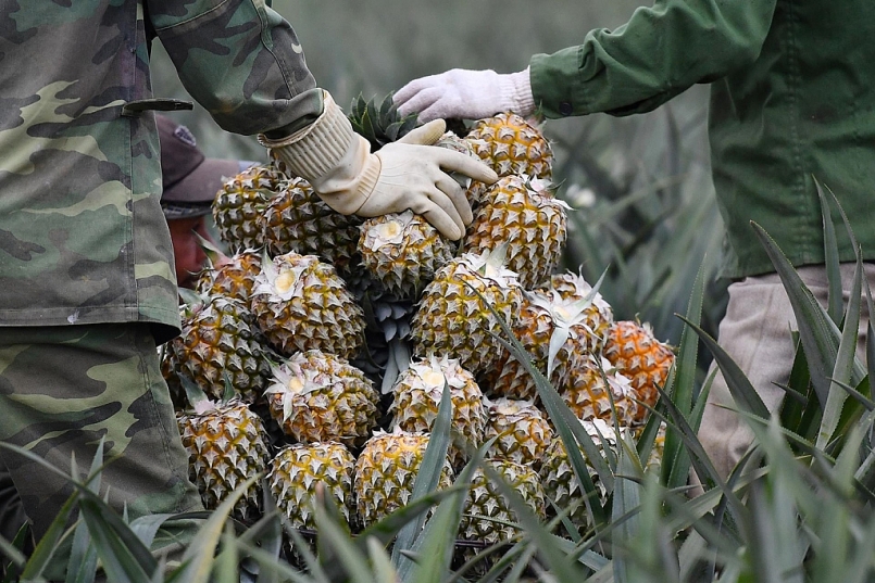 Dứa Đồng Giao là loại cây ăn quả đầu tiên được bảo hộ chỉ dẫn địa lý ở Ninh Bình Dứa Đồng Giao là loại cây ăn quả đầu tiên được bảo hộ chỉ dẫn địa lý ở Ninh Bình