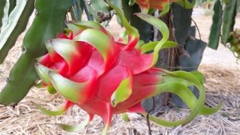 Tiền Giang: Đẩy mạnh áp dụng cơ giới hóa trong thu hoạch thanh long