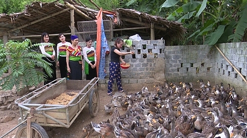 Hiện nay huyện Bá Thước đang tích cực triển khai đề án bảo tồn và nhân rộng giống vịt quý hiếm này Hiện nay huyện Bá Thước đang tích cực triển khai đề án bảo tồn và nhân rộng giống vịt quý hiếm này