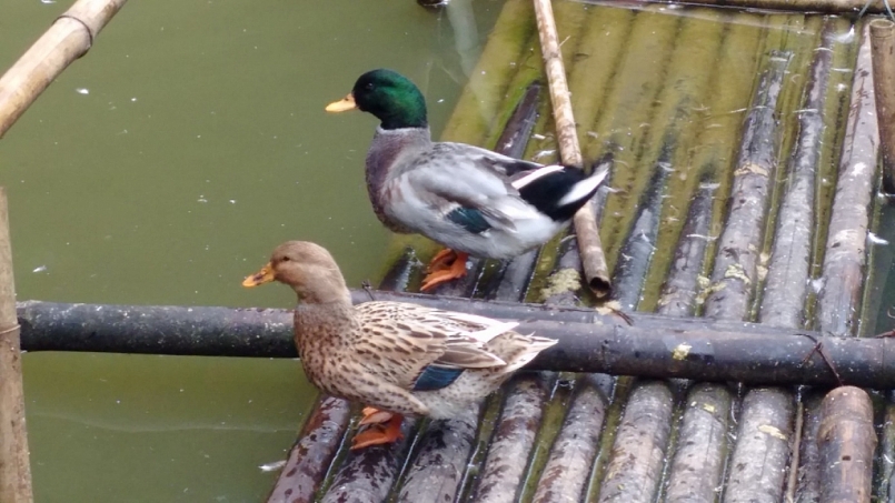 Thanh Hóa: Sản phẩm vịt “Cổ Lũng - Bá Thước” được bảo hộ Chỉ dẫn địa lý