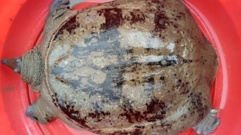 Bảo hộ chỉ dẫn địa lý “Văn Chấn” cho sản phẩm ba ba gai thương phẩm tại Yên Bái