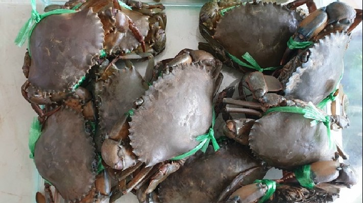 Bảo hộ Chỉ dẫn địa lý "Cà Mau" cho sản phẩm cua