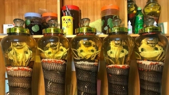 Những lợi ích từ rượu Rắn đối với sức khỏe con người