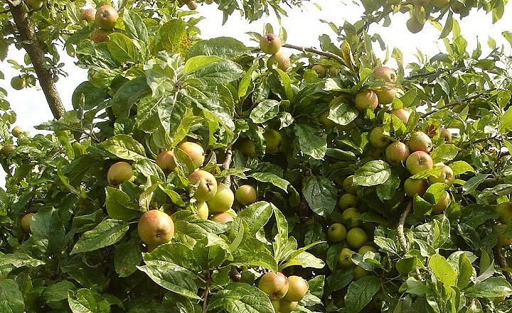 Những lợi ích từ quả Táo mèo vùng Tây Bắc