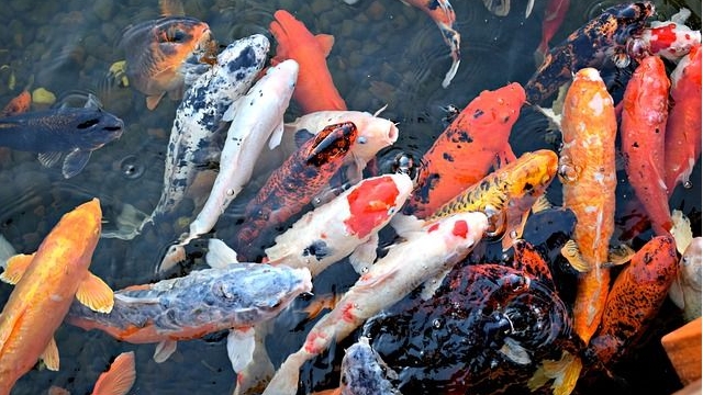 Hướng dẫn nuôi cá Koi một cách khoa học