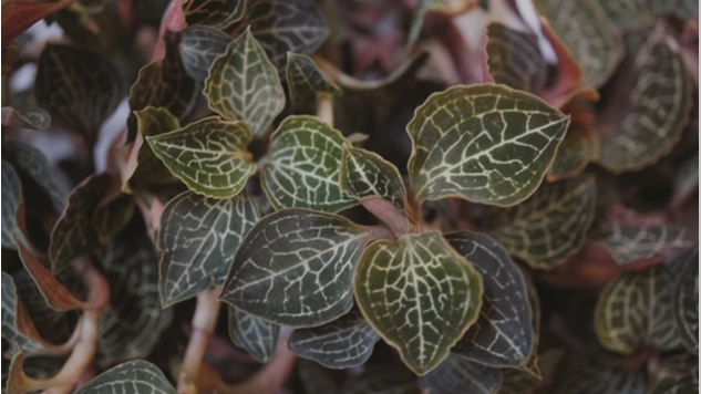 Lan Kim Tuyến - Thảo dược quý của vùng núi Tây Bắc