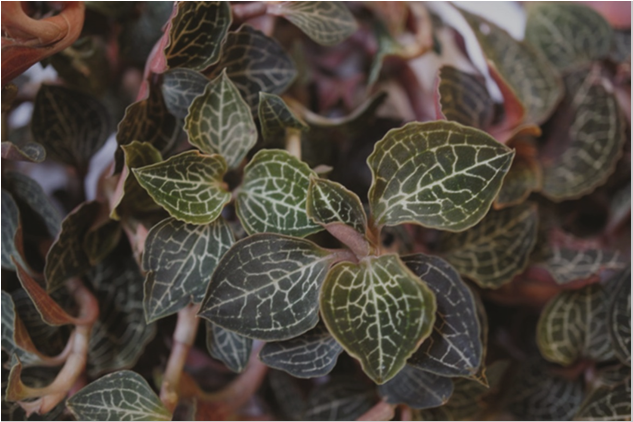 Lan Kim Tuyến: Thảo dược quý của vùng núi Tây Bắc