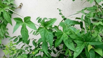 Thuốc Đông y: Chữa đau lưng và xương khớp bằng cây chìa vôi