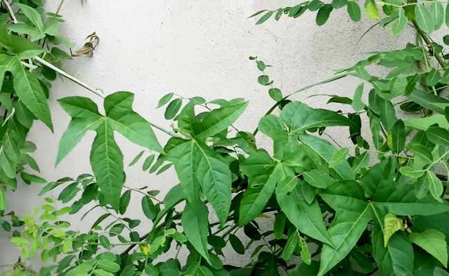 Thuốc Đông y: Chữa đau lưng và xương khớp bằng cây chìa vôi