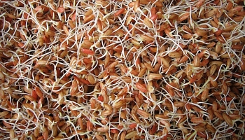 Cốc nha - vị thuốc tốt cho hệ tiêu hoá